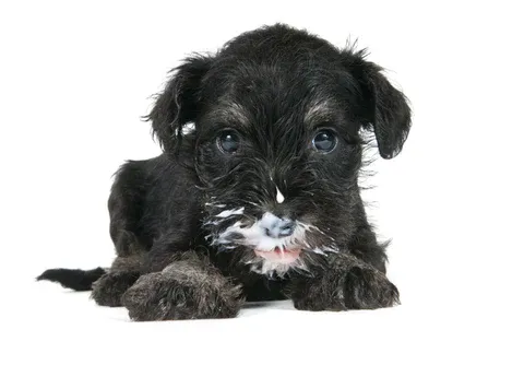 Puppy with yoghurt in its beard