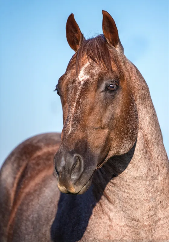 Red roan stallion Metallic Cat