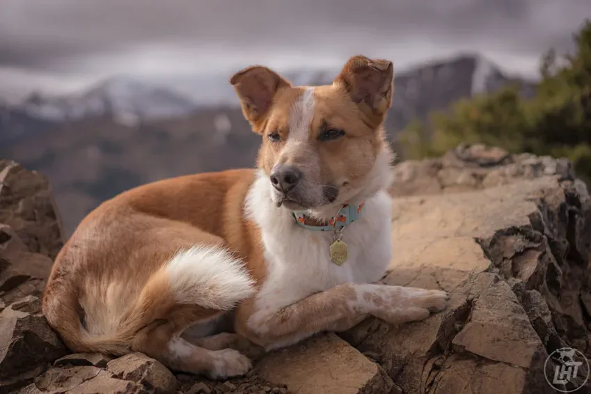 Sitka chills in place on a pile of rocks while I snap his photo.