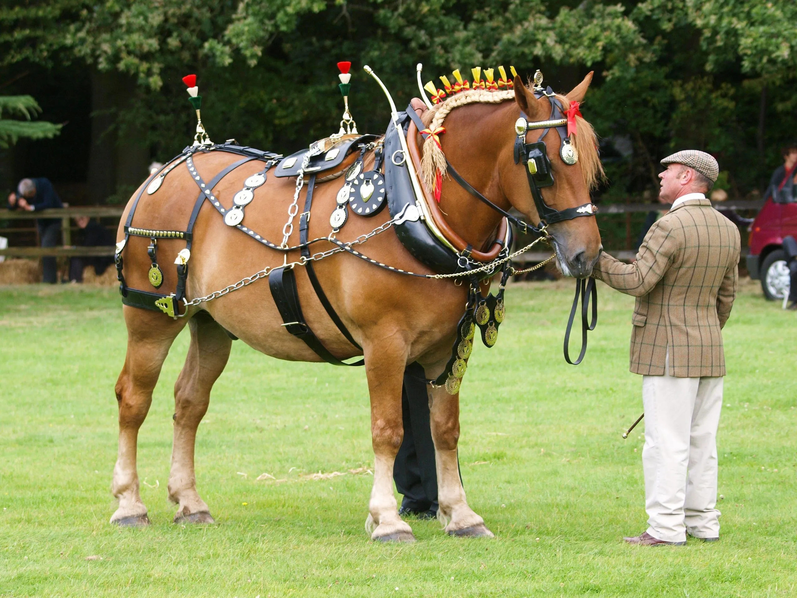 Suffolk Punch Horse in full show harness