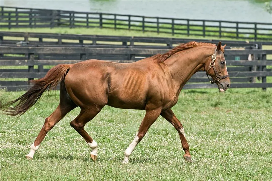 The broodmare sire of Xtralicous, Marquetry, a beloved favorite while at Old Friends in Kentucky.