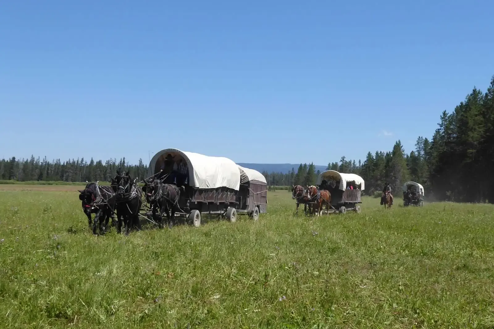 The chuck wagon followed by the two other wagons make up the wagon train for the week