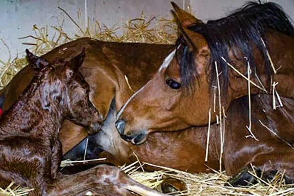 The ultimate aim! Make it easier to attain with one-on-one horse breeding tuition courses from Equine-Reproduction.com, LLC. Just you and the lecturer! Ask all the questions you want!