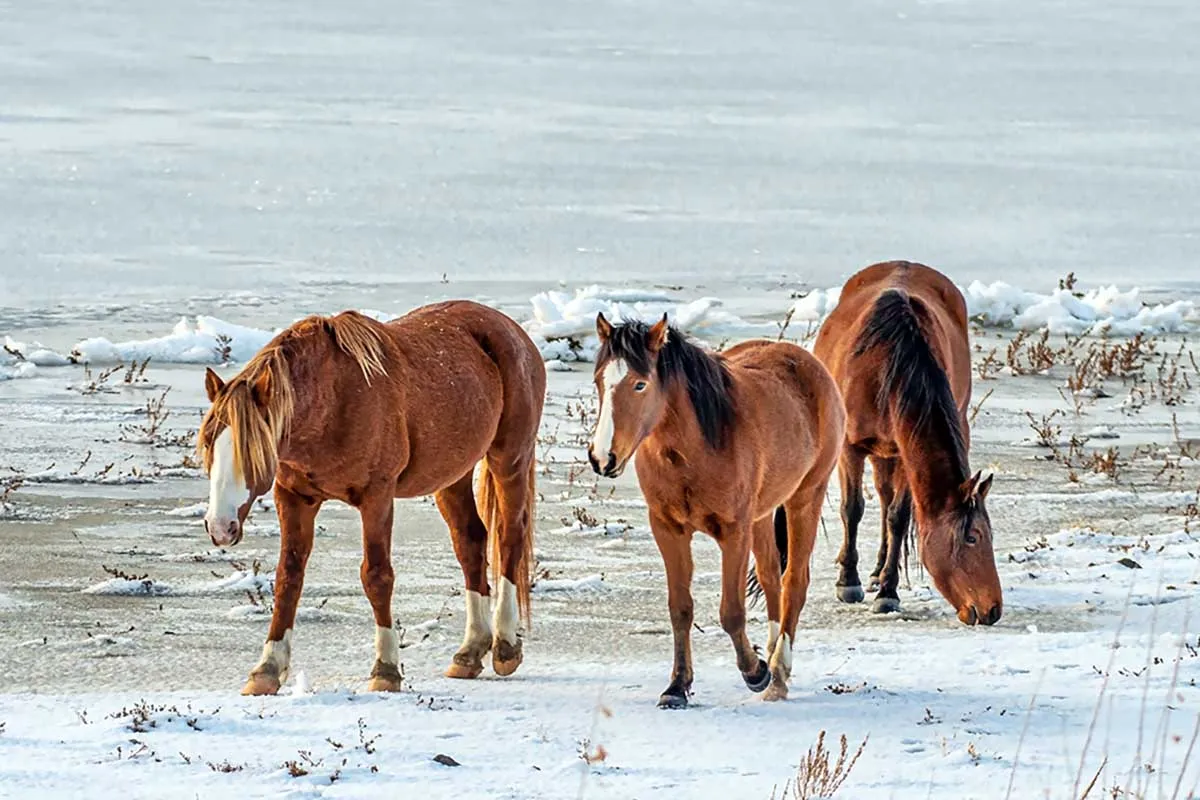 Three bay and chestnut mustang horses browse for forage on the icy range in winter