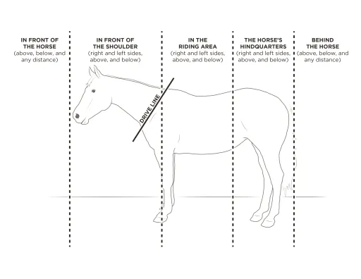 Understanding the Horse's Drive Line