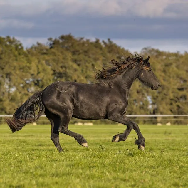 Vlaamperd horse breed galloping through green field
