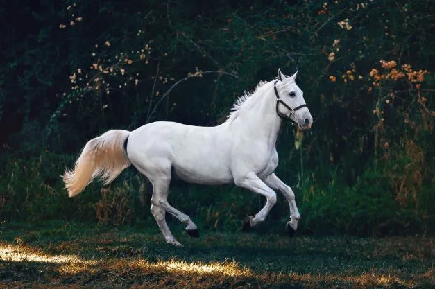 White African horse galloping