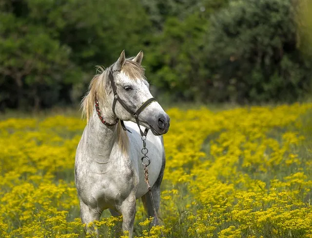 White pony grazing in the african fields