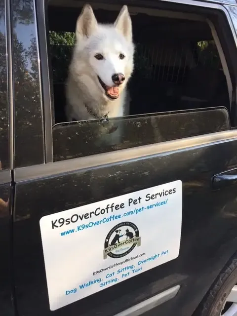 White senior Husky dog in black Jeep of a professional dog walker