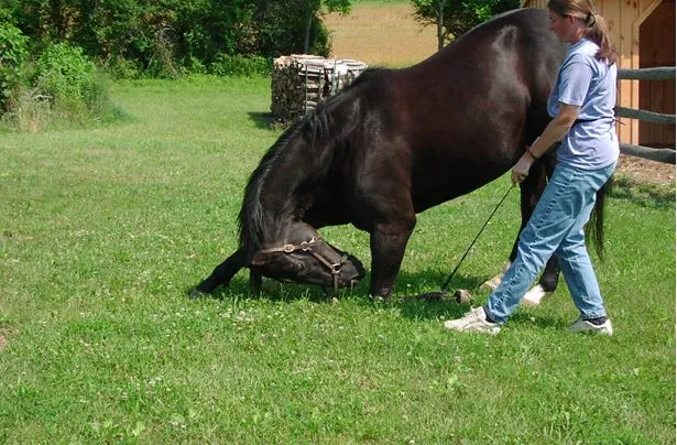 Willy performing a bow on one knee.